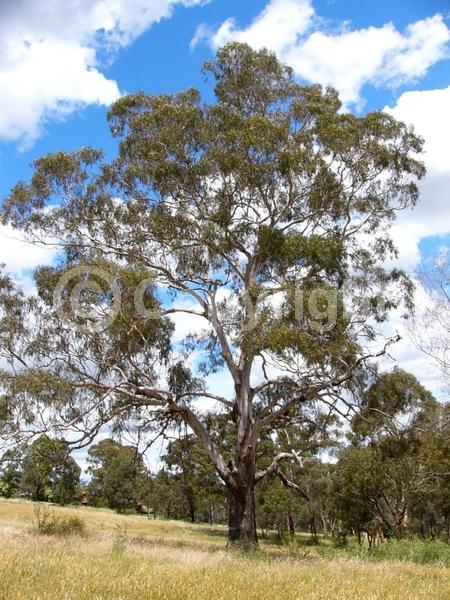 Red blooms; Pink blooms; Evergreen; Broadleaf