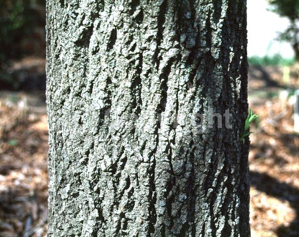 Brown blooms; Deciduous; Broadleaf
