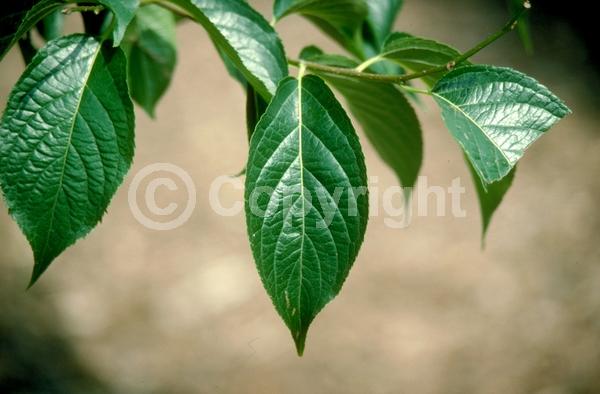 Brown blooms; Deciduous; Broadleaf