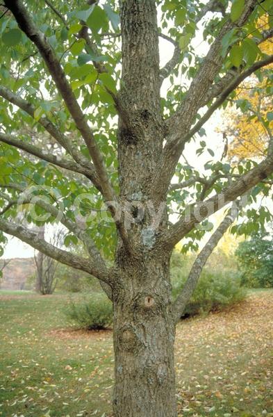 Brown blooms; Deciduous; Broadleaf