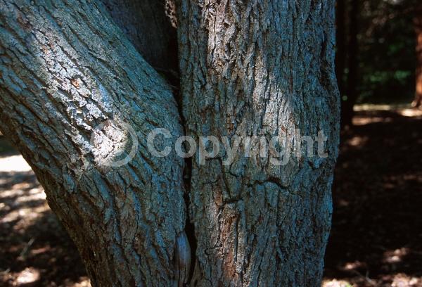 Brown blooms; Deciduous; Broadleaf