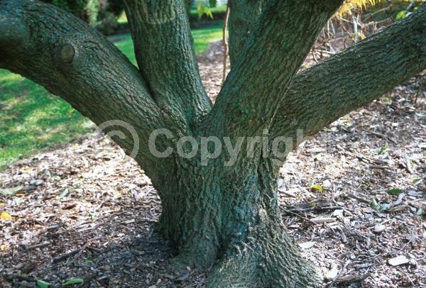 Brown blooms; Deciduous; Broadleaf