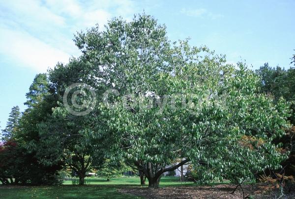 Brown blooms; Deciduous; Broadleaf