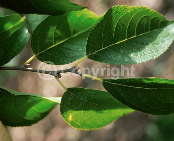 Brown blooms; Deciduous; Broadleaf