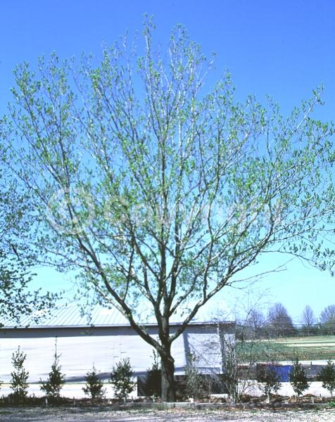 Brown blooms; Deciduous; Broadleaf