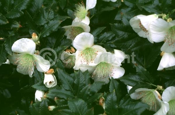 White blooms; Evergreen