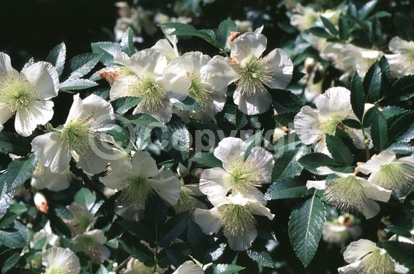 White blooms; Evergreen