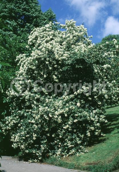 White blooms; Evergreen