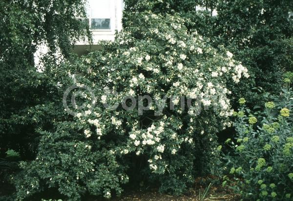 White blooms; Evergreen