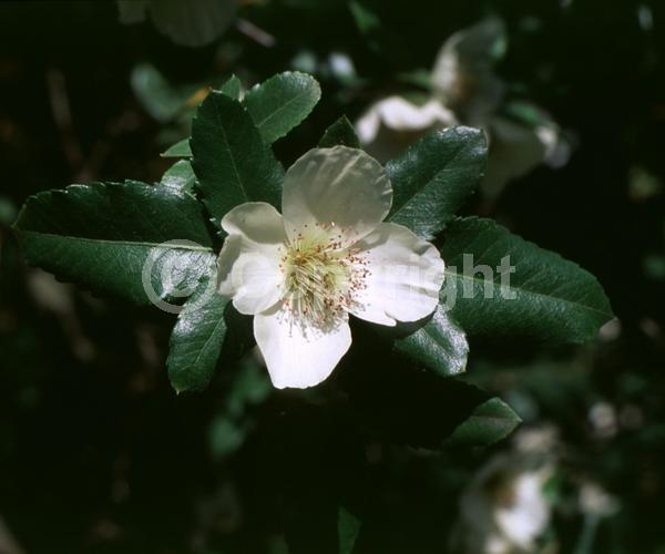 White blooms; Evergreen