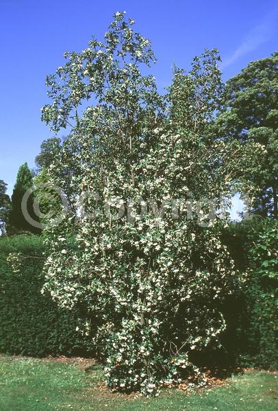 White blooms; Evergreen