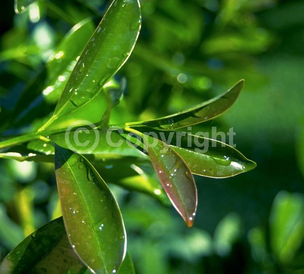 White blooms; Evergreen; Needles or needle-like leaf