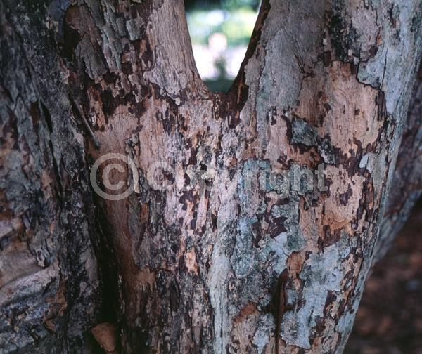 White blooms; Evergreen; Needles or needle-like leaf