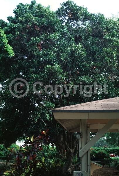 White blooms; Evergreen; Needles or needle-like leaf
