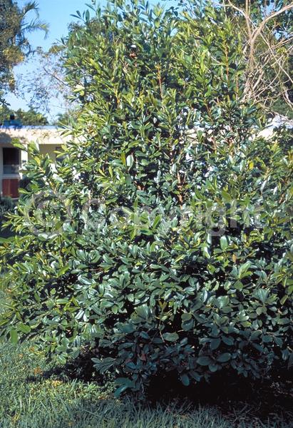 White blooms; Evergreen; Needles or needle-like leaf