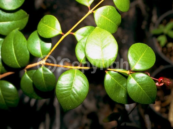 White blooms; Evergreen; Needles or needle-like leaf; North American Native