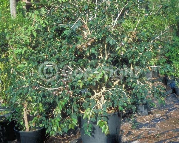 White blooms; Evergreen; Needles or needle-like leaf; North American Native