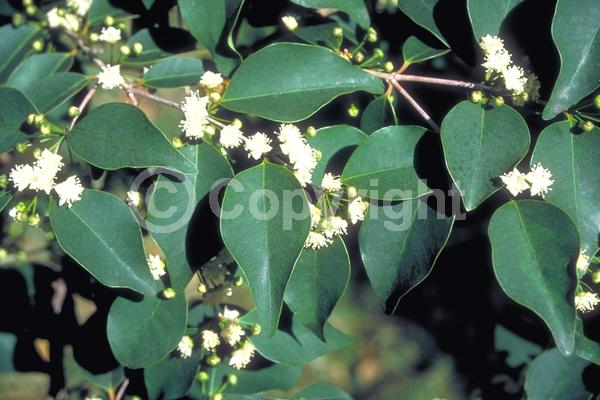 White blooms; Evergreen; Needles or needle-like leaf; North American Native