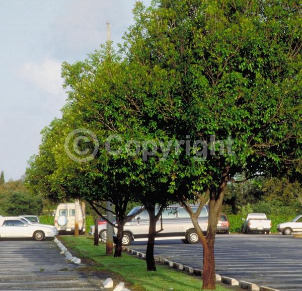 White blooms; Evergreen; Needles or needle-like leaf; North American Native