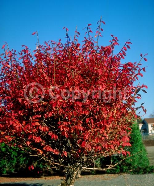 Yellow blooms; Green blooms; Deciduous; Broadleaf