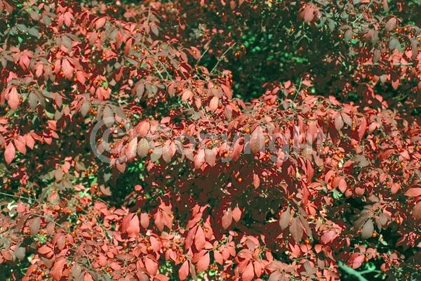 Yellow blooms; Green blooms; Deciduous; Broadleaf