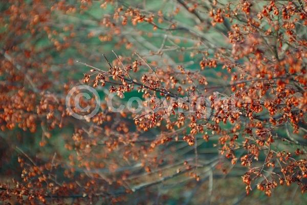 Yellow blooms; Green blooms; Deciduous; Broadleaf