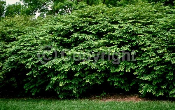 Yellow blooms; Green blooms; Deciduous; Broadleaf