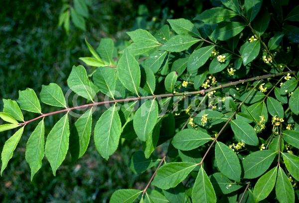 Yellow blooms; Green blooms; Deciduous; Broadleaf