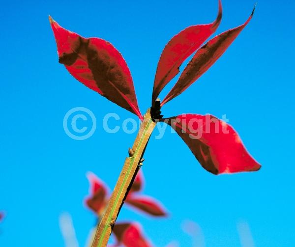Yellow blooms; Green blooms; Deciduous; Broadleaf