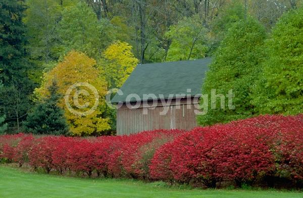 Yellow blooms; Green blooms; Deciduous; Broadleaf