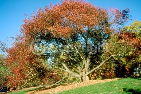 Yellow blooms; Green blooms; Deciduous; Broadleaf