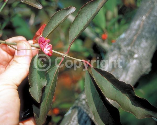 Yellow blooms; Green blooms; Deciduous; Broadleaf