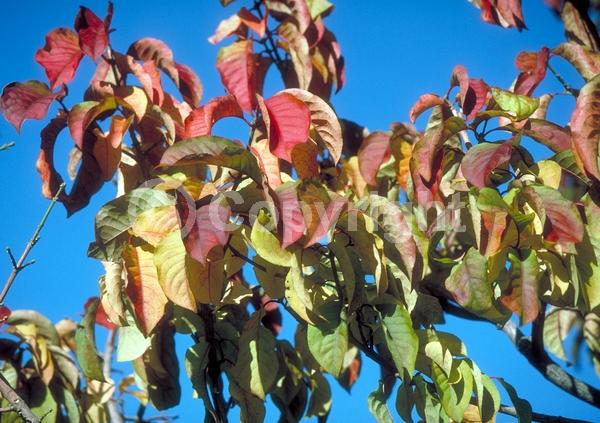 Yellow blooms; Purple blooms; Deciduous; Broadleaf