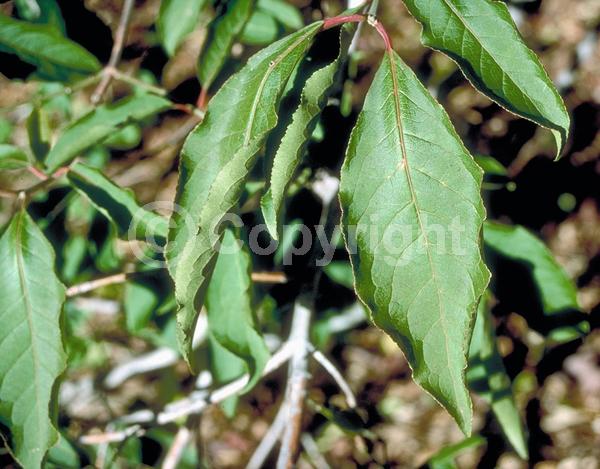 Yellow blooms; Purple blooms; Deciduous; Broadleaf