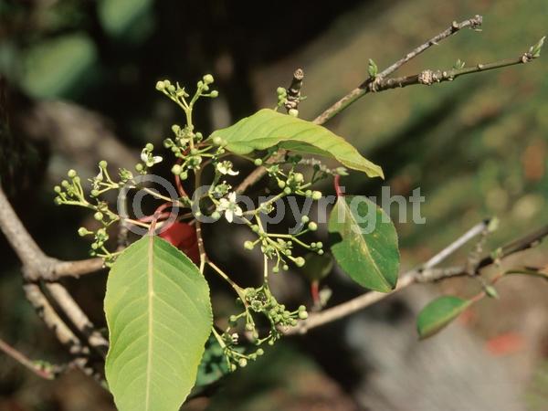 Yellow blooms; Purple blooms; Deciduous; Broadleaf