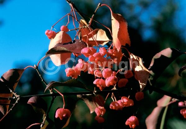 Yellow blooms; Purple blooms; Deciduous; Broadleaf