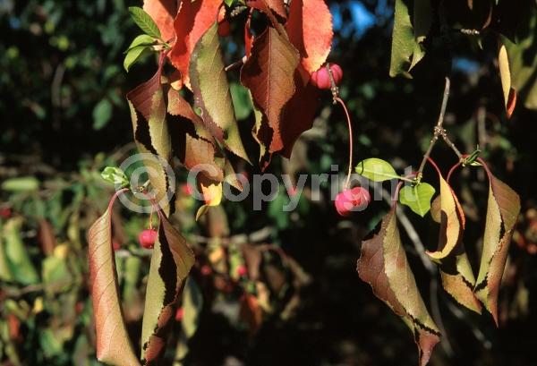 Yellow blooms; Purple blooms; Deciduous; Broadleaf