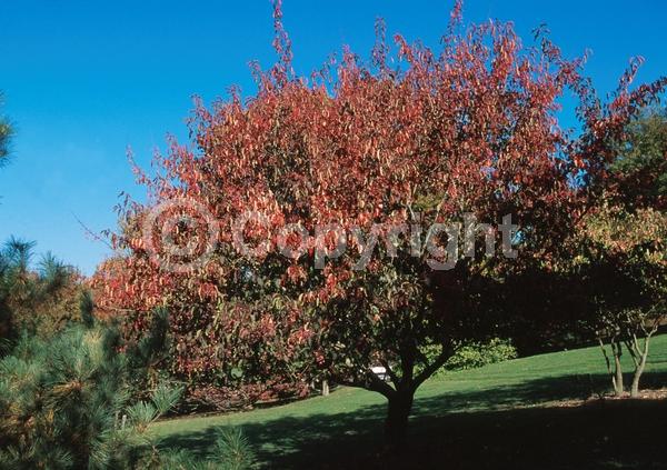 Yellow blooms; Purple blooms; Deciduous; Broadleaf