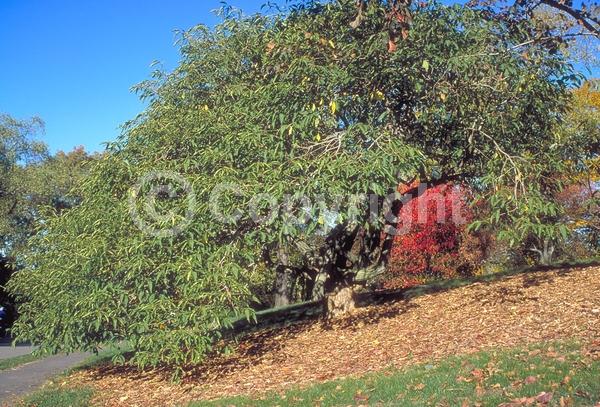 Yellow blooms; Purple blooms; Deciduous; Broadleaf