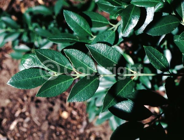 White blooms; Green blooms; Evergreen