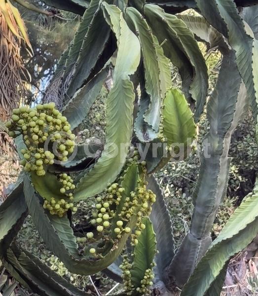 Unknown blooms; Deciduous