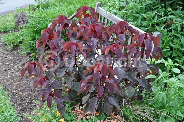 Yellow blooms; White blooms; Deciduous; North American Native