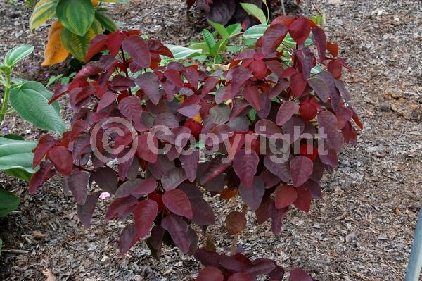 Yellow blooms; White blooms; Deciduous; North American Native