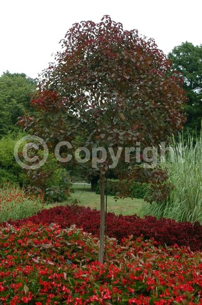 Yellow blooms; White blooms; Deciduous; North American Native