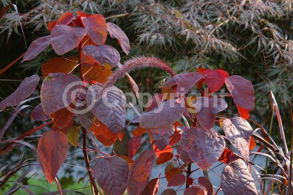 Yellow blooms; White blooms; Deciduous; North American Native