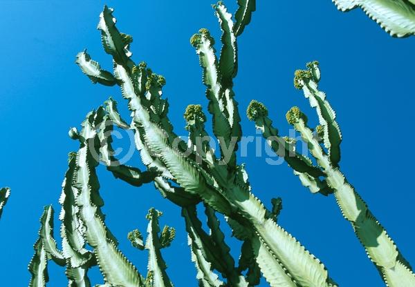 Unknown blooms; Deciduous