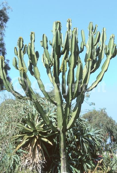 Unknown blooms; Deciduous