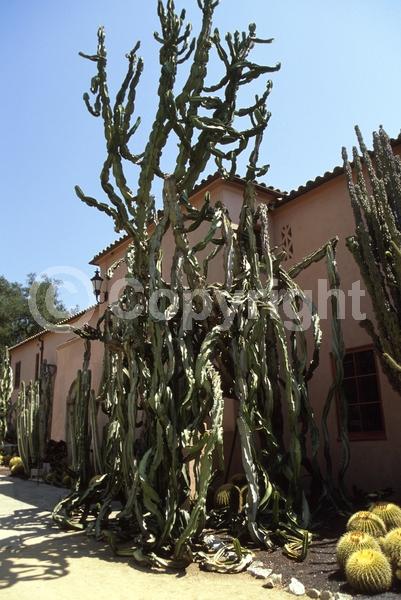 Unknown blooms; Deciduous