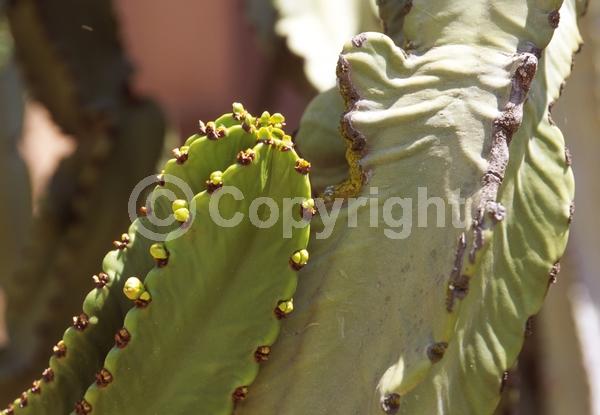 Unknown blooms; Deciduous