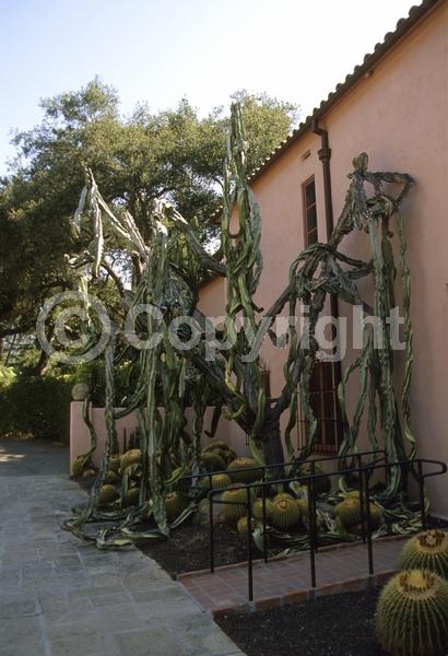 Unknown blooms; Deciduous